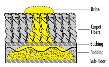 How pet urine sinks into a floor